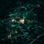 ‘A Venture into the Void of Un-vironmental Thought’, Talk by Natalie Dederichs (University of Cologne), 29th January 2026